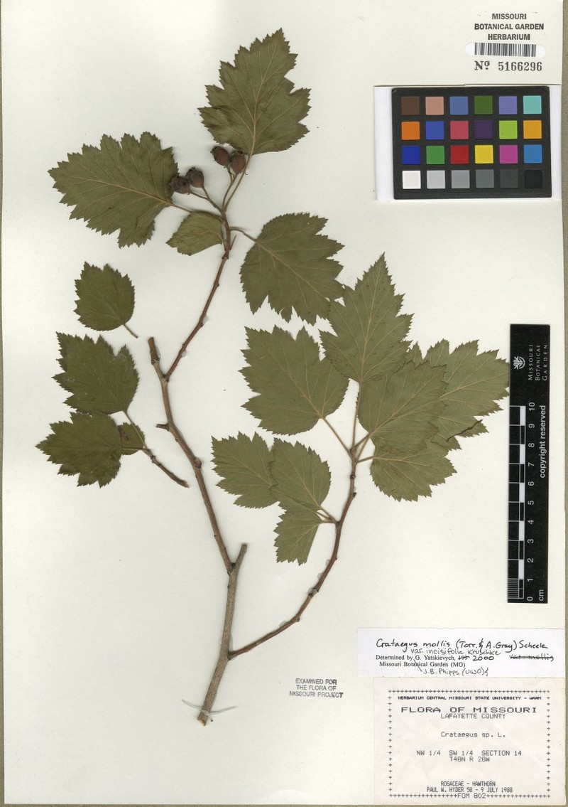 Crataegus mollis var. incisifolia photo 6