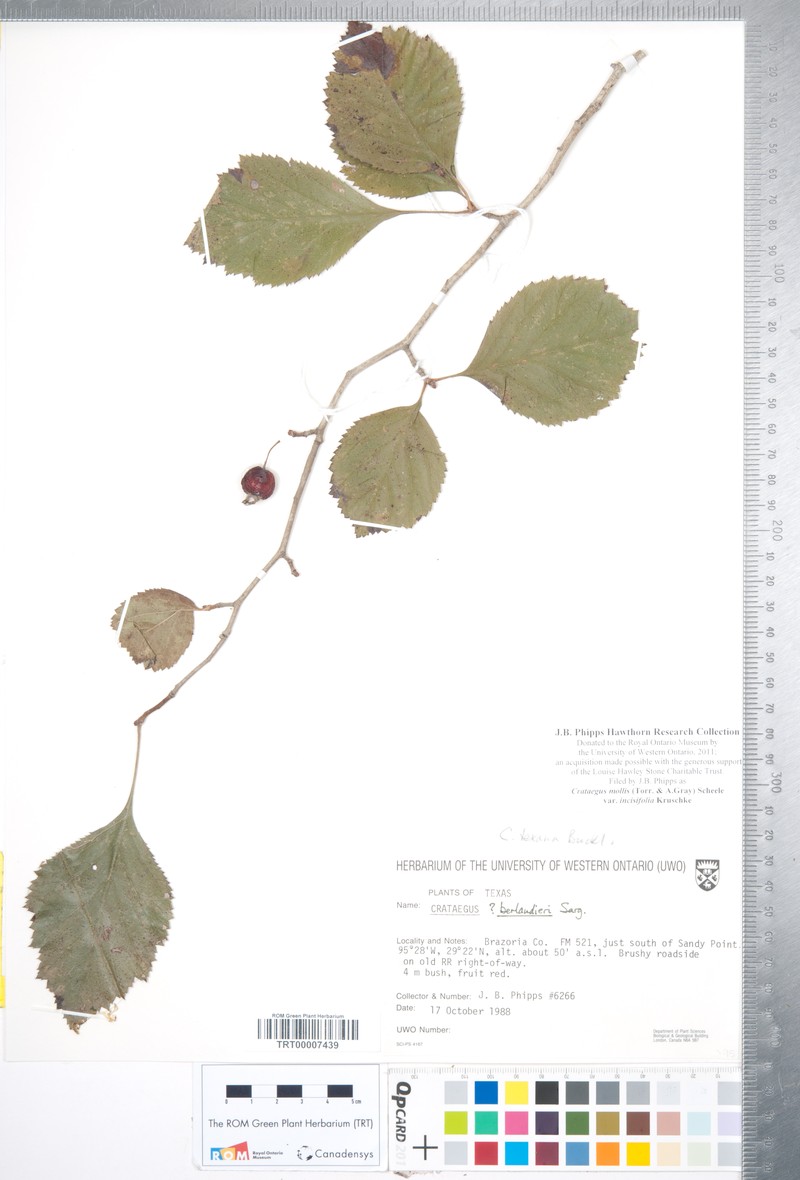 Crataegus mollis var. incisifolia photo 7