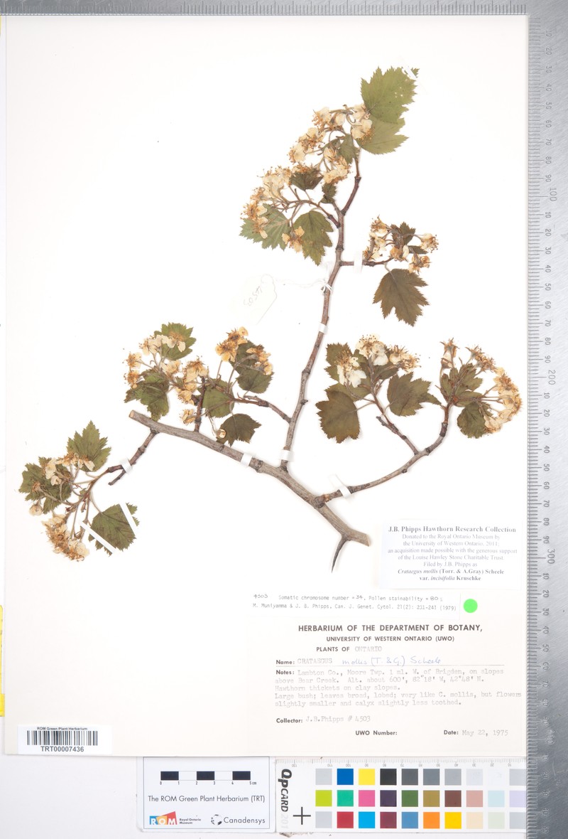 Crataegus mollis var. incisifolia photo 8