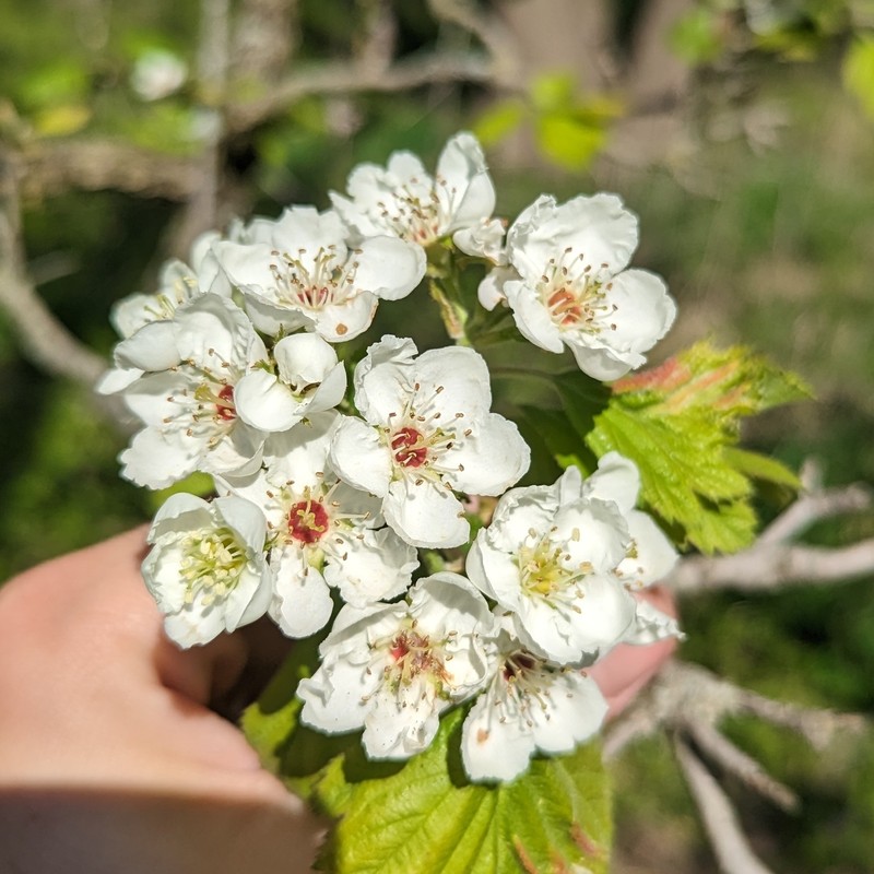 Crataegus mollis var. mollis
