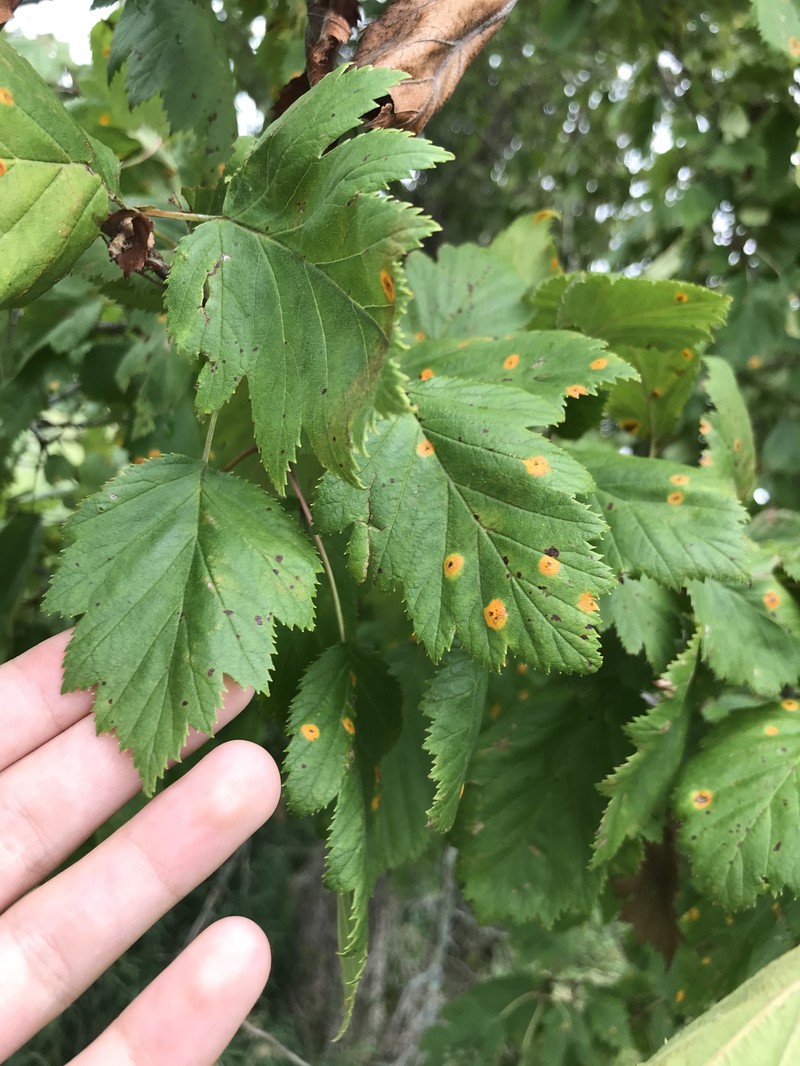 Crataegus mollis var. mollis photo 2