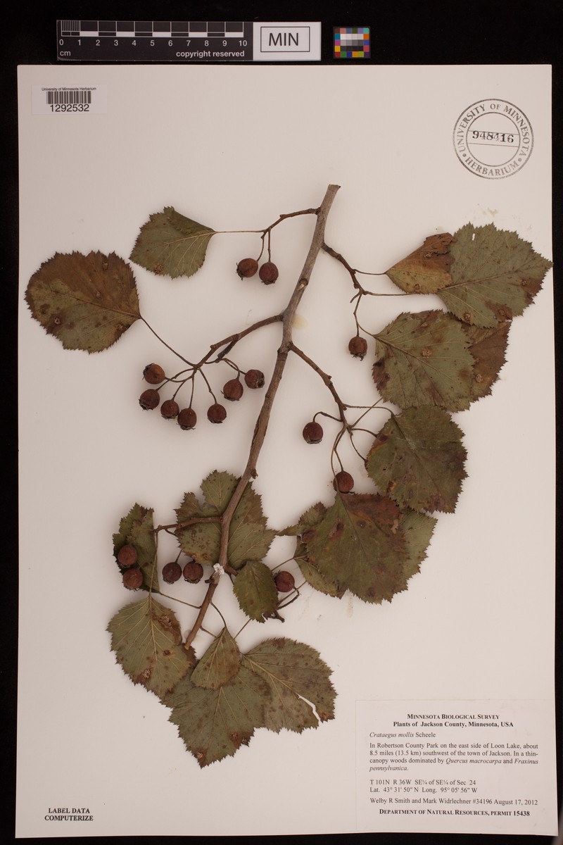 Crataegus mollis var. mollis photo 3
