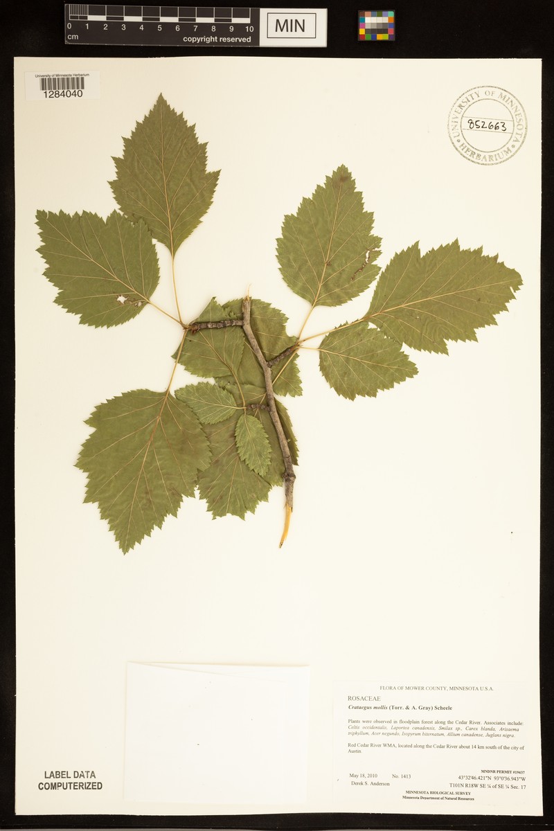 Crataegus mollis var. mollis photo 4