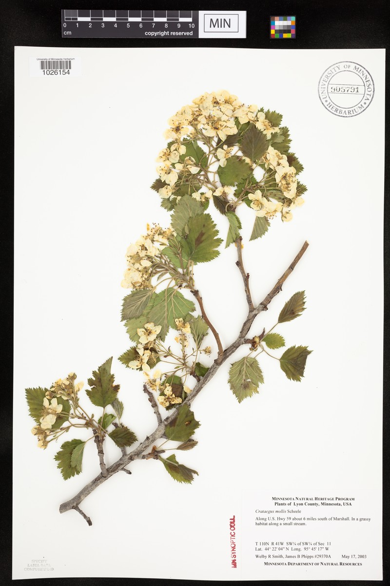 Crataegus mollis var. mollis photo 5