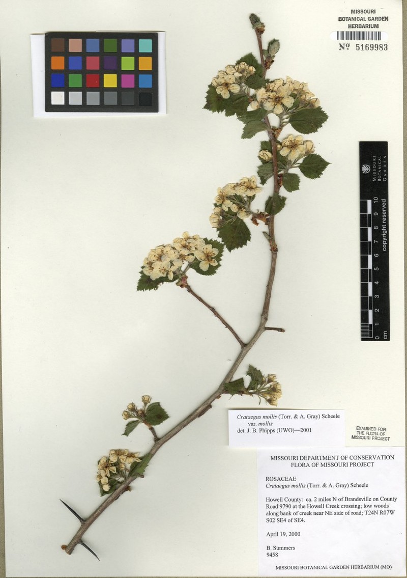 Crataegus mollis var. mollis photo 6