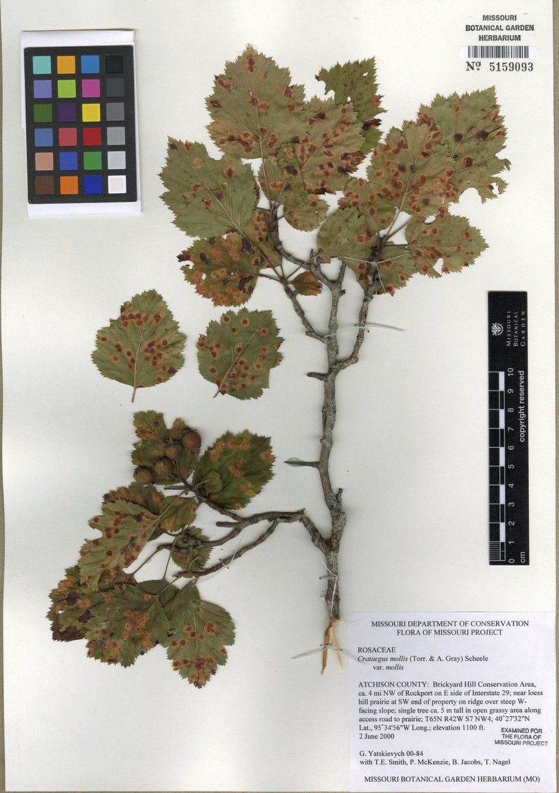 Crataegus mollis var. mollis photo 7
