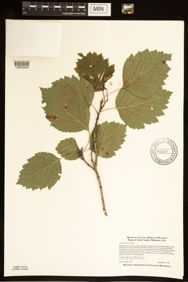 Crataegus mollis var. mollis photo 8
