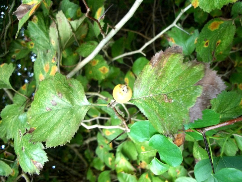 Sawtooth Hawthorn photo 3