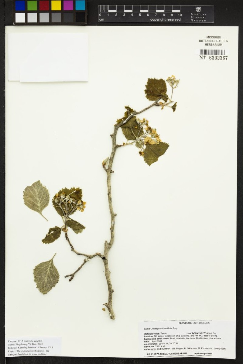 Sawtooth Hawthorn photo 4