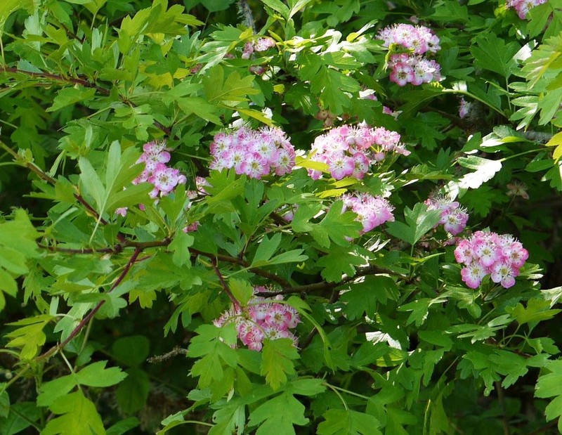 Oneseed Hawthorn photo 8