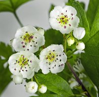 Oneseed Hawthorn