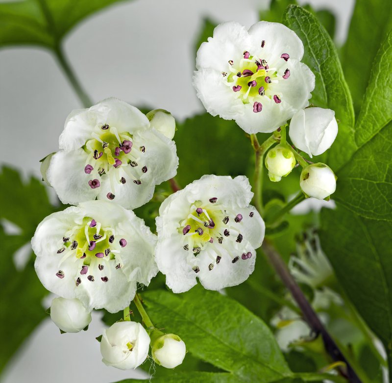 Oneseed Hawthorn photo 2
