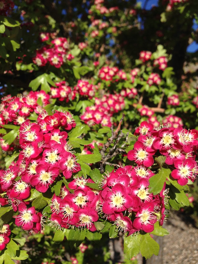 Oneseed Hawthorn photo 2