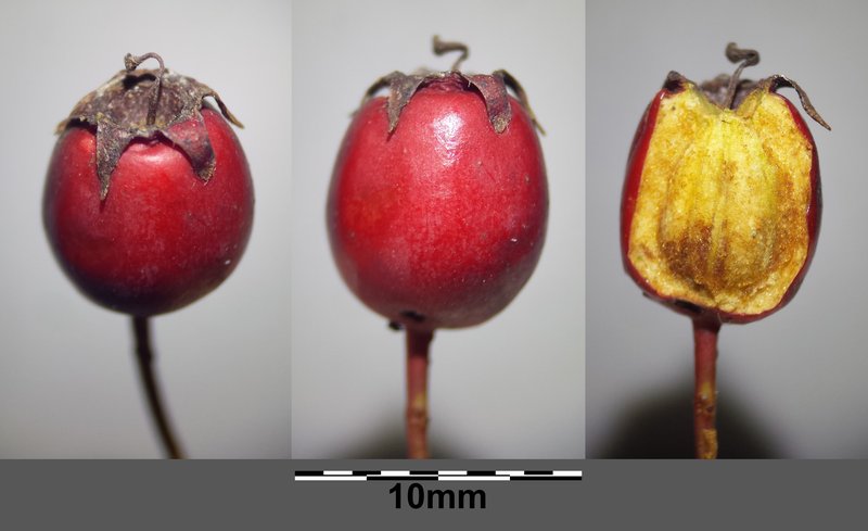 Oneseed Hawthorn photo 3