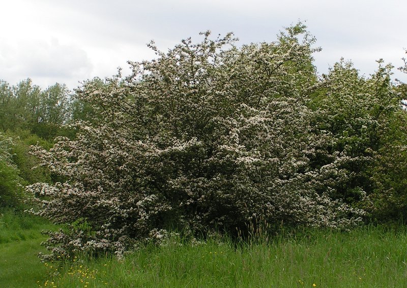 Oneseed Hawthorn photo 4