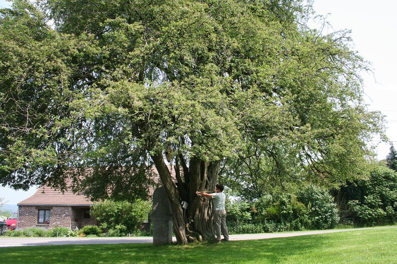 Oneseed Hawthorn photo 5