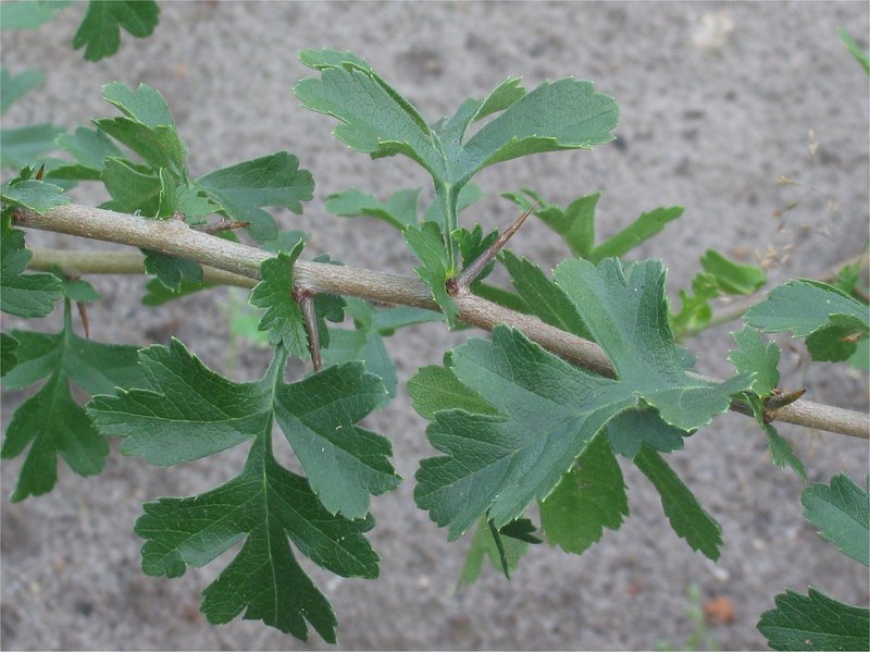 Oneseed Hawthorn photo 6