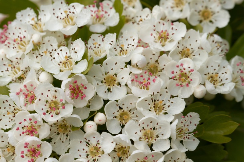 Oneseed Hawthorn photo 7