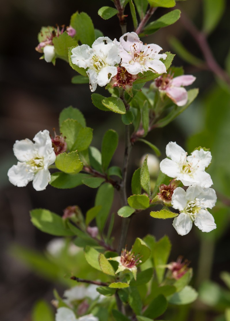 Batesburg Hawthorn