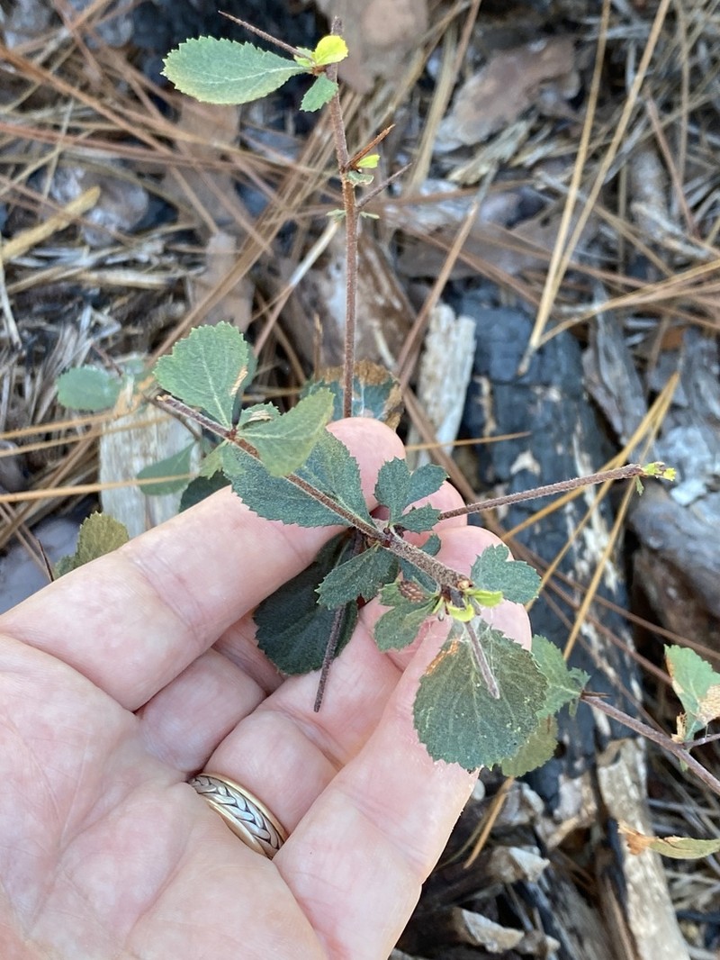 Batesburg Hawthorn photo 2