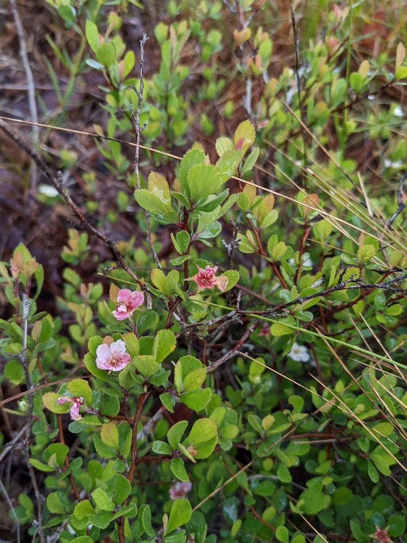Batesburg Hawthorn photo 3