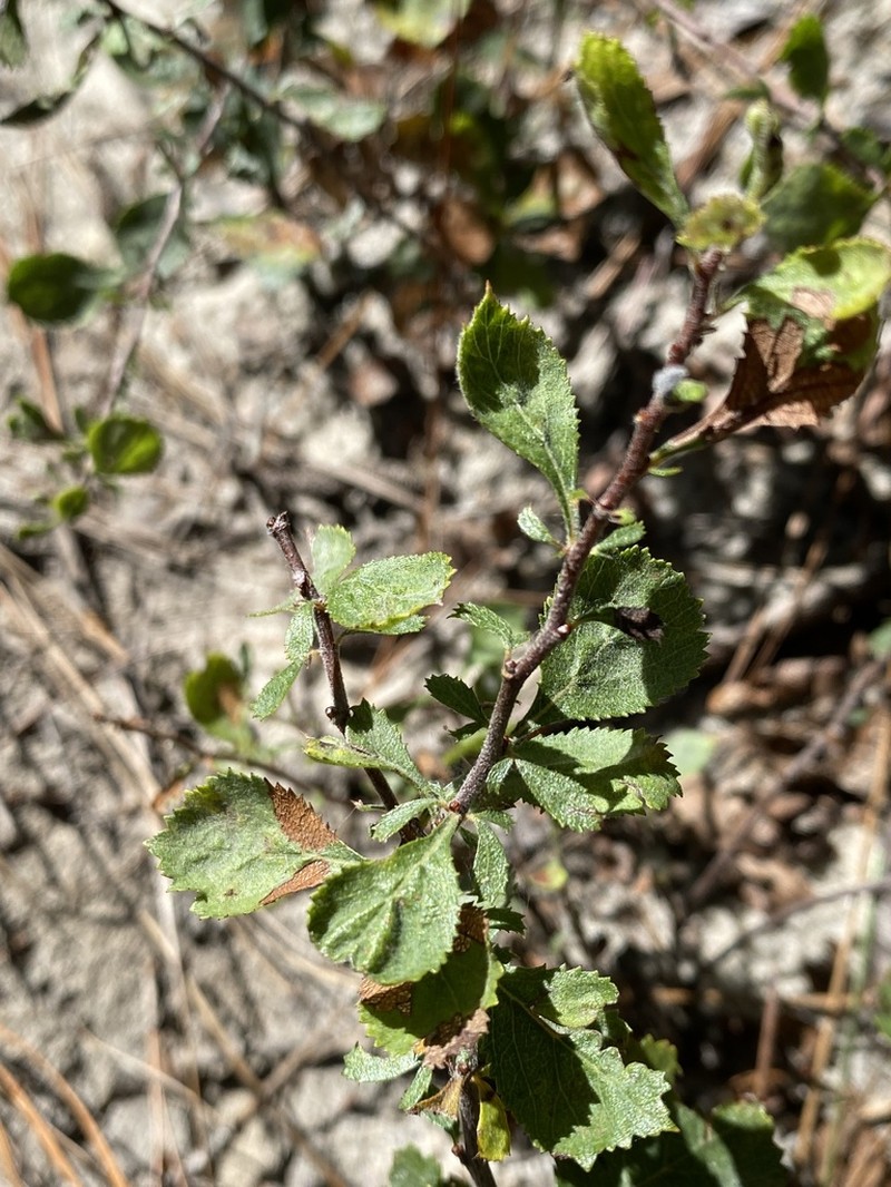 Batesburg Hawthorn photo 4