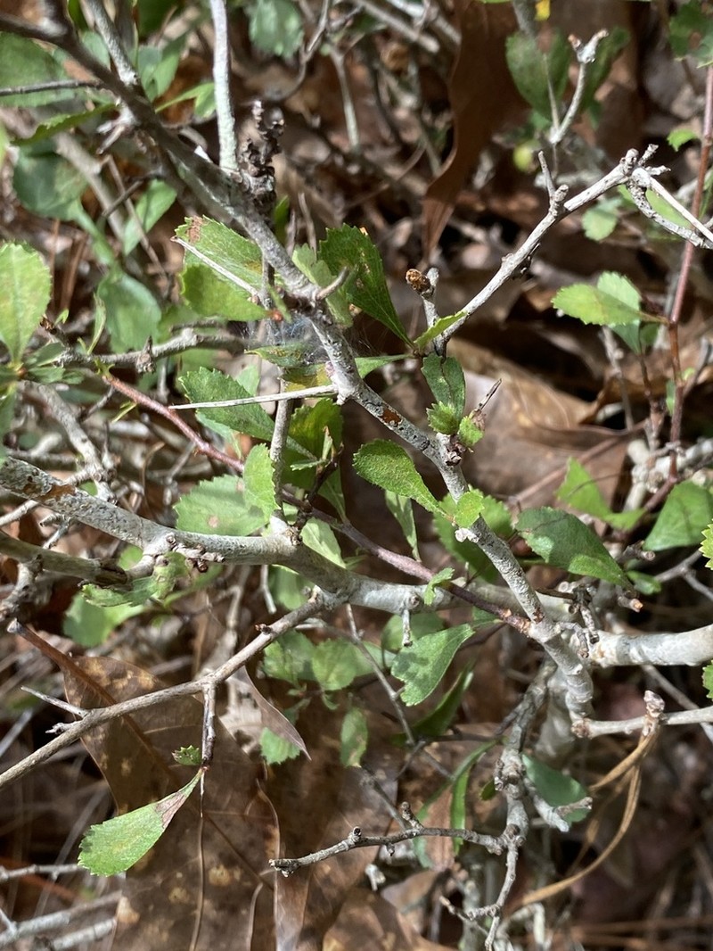 Batesburg Hawthorn photo 5