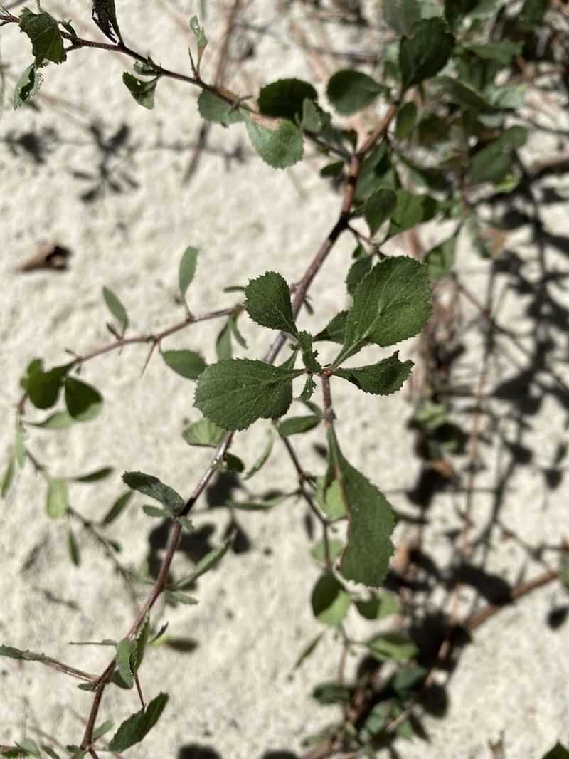 Batesburg Hawthorn photo 6