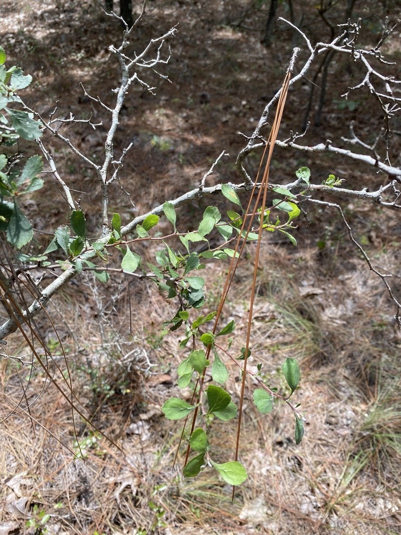 Batesburg Hawthorn photo 7