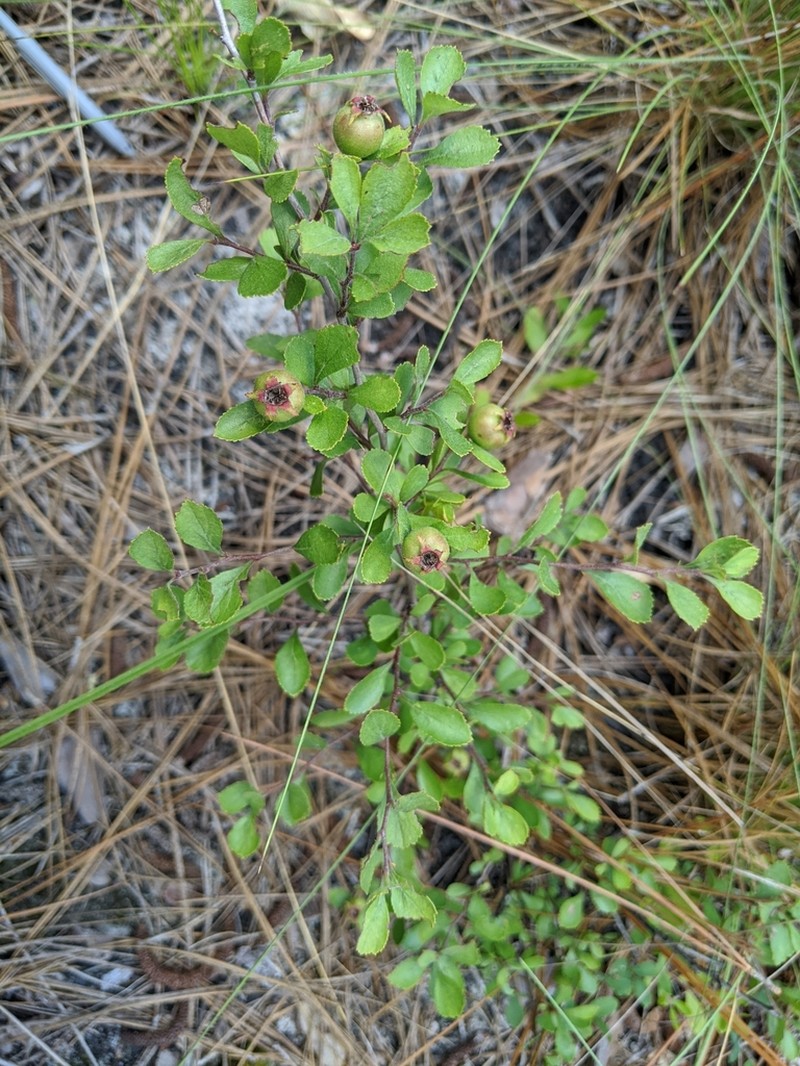 Batesburg Hawthorn photo 8