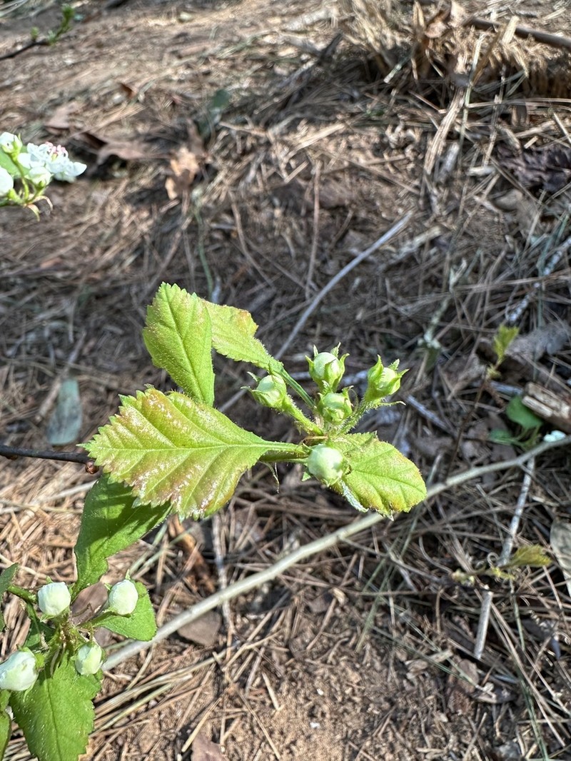 Nixon's Hawthorn