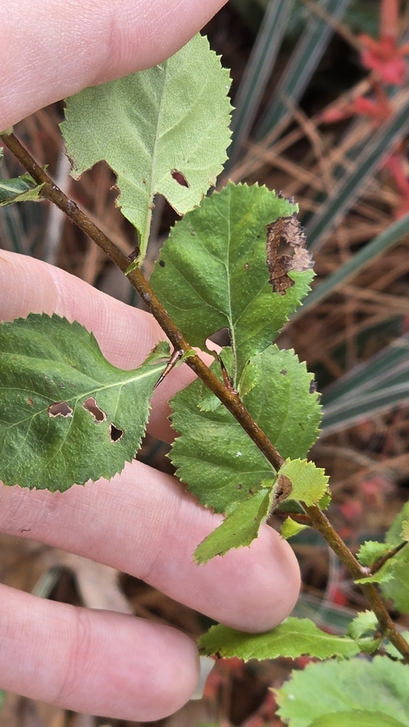 Nixon's Hawthorn photo 2