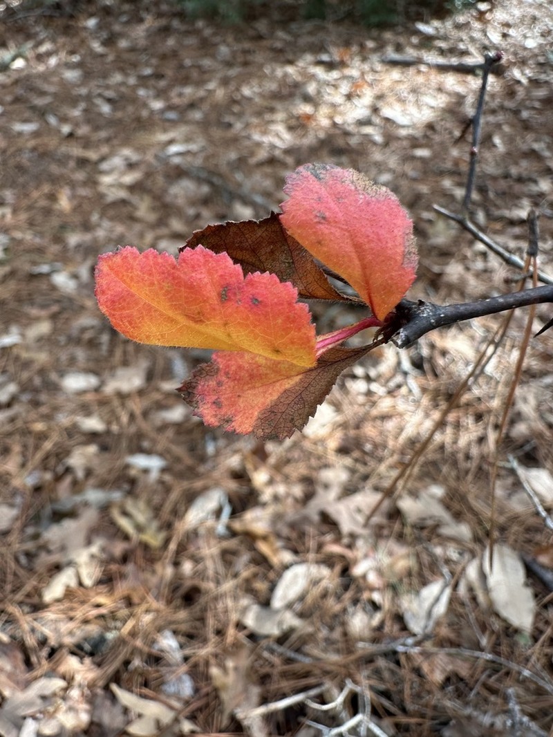 Nixon's Hawthorn photo 4