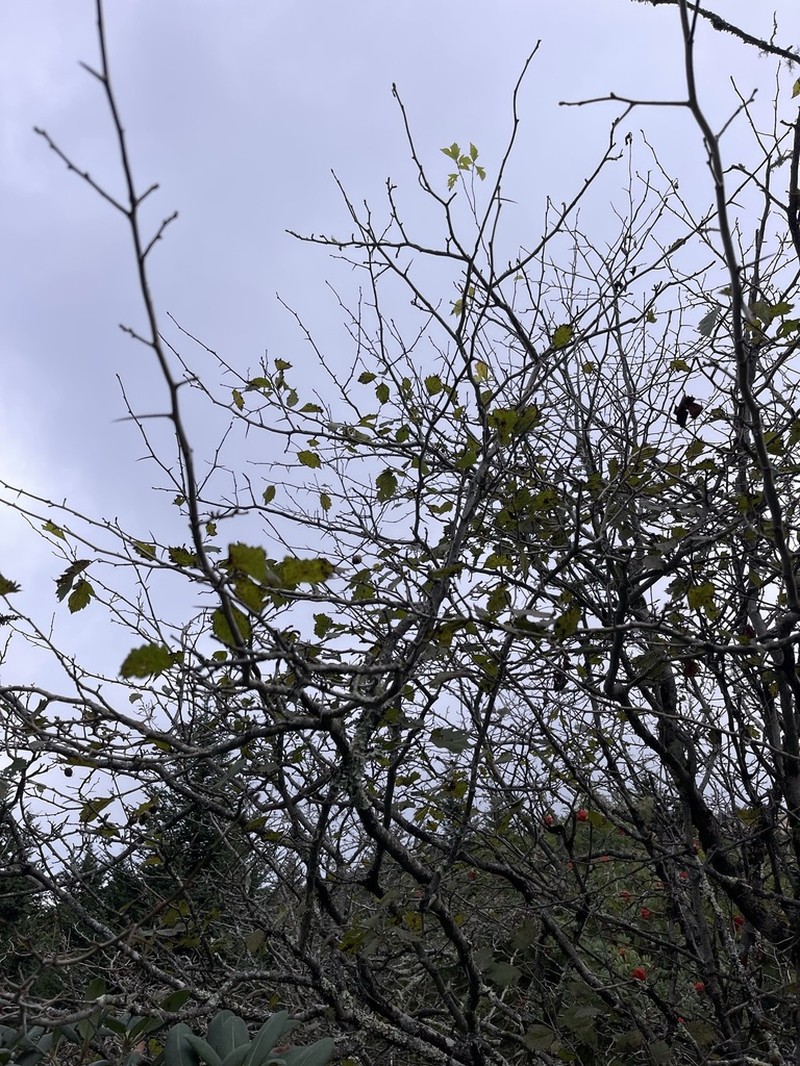 Crataegus neobushii photo 2
