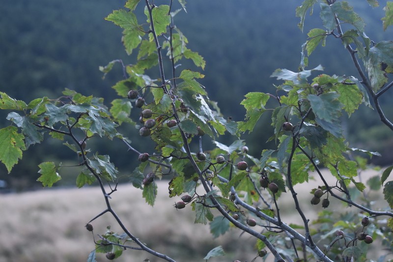 Crataegus neobushii photo 3
