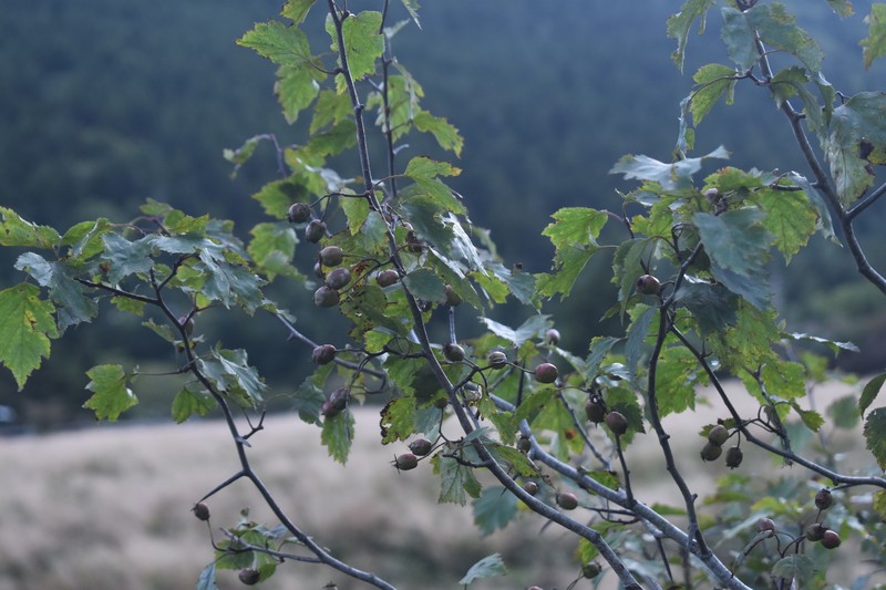 Crataegus neobushii photo 5