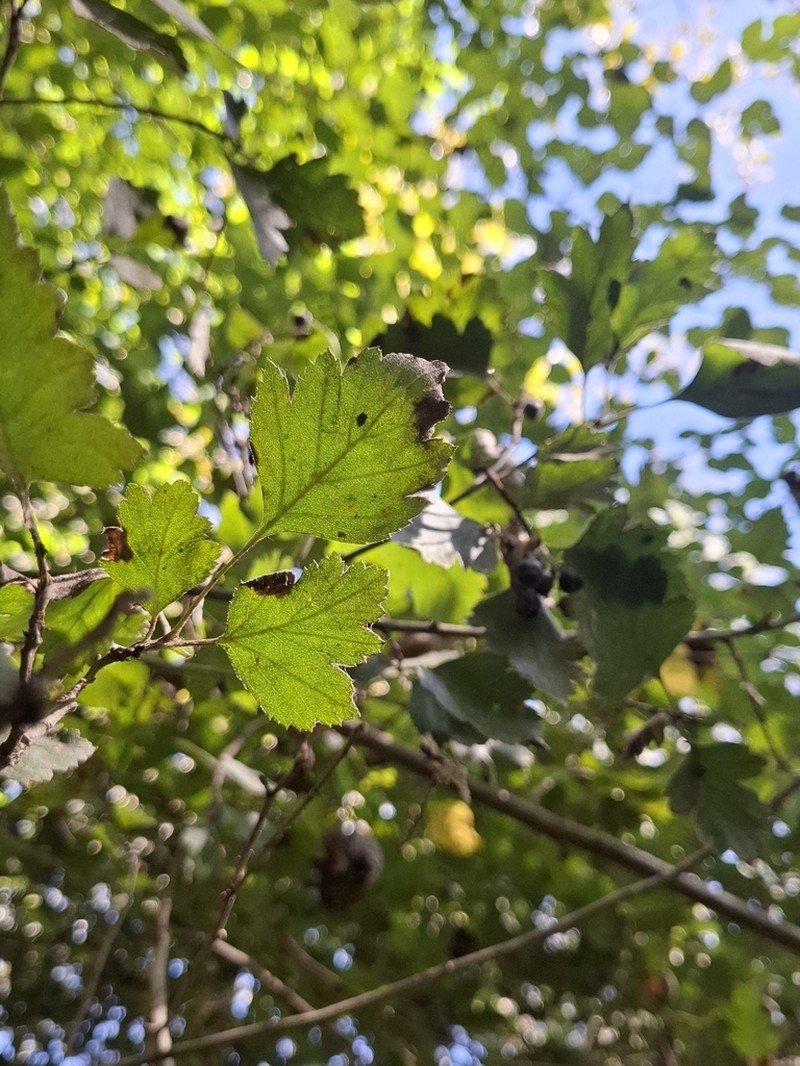 Crataegus nigra photo 2