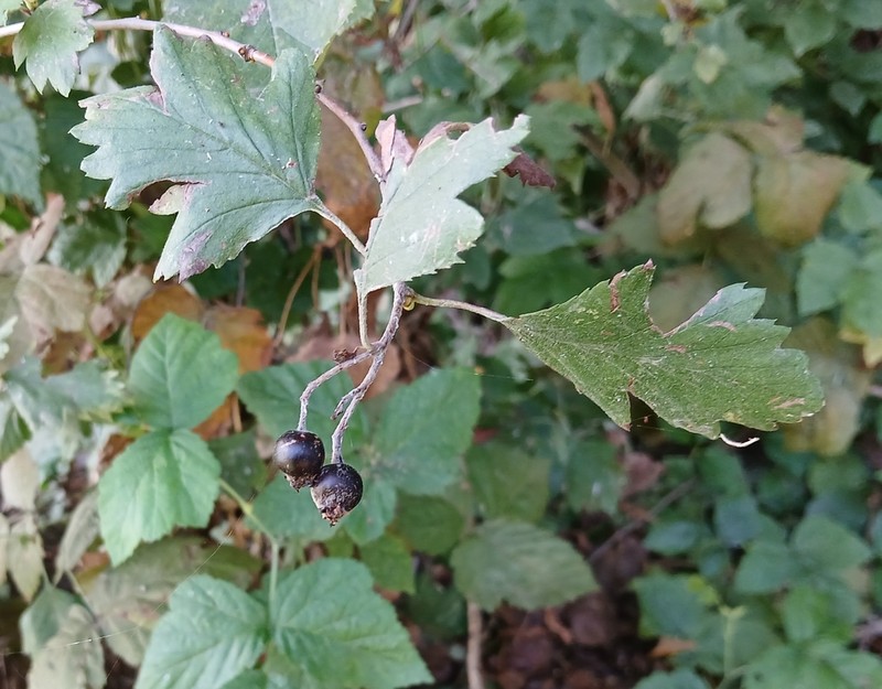 Crataegus nigra photo 3