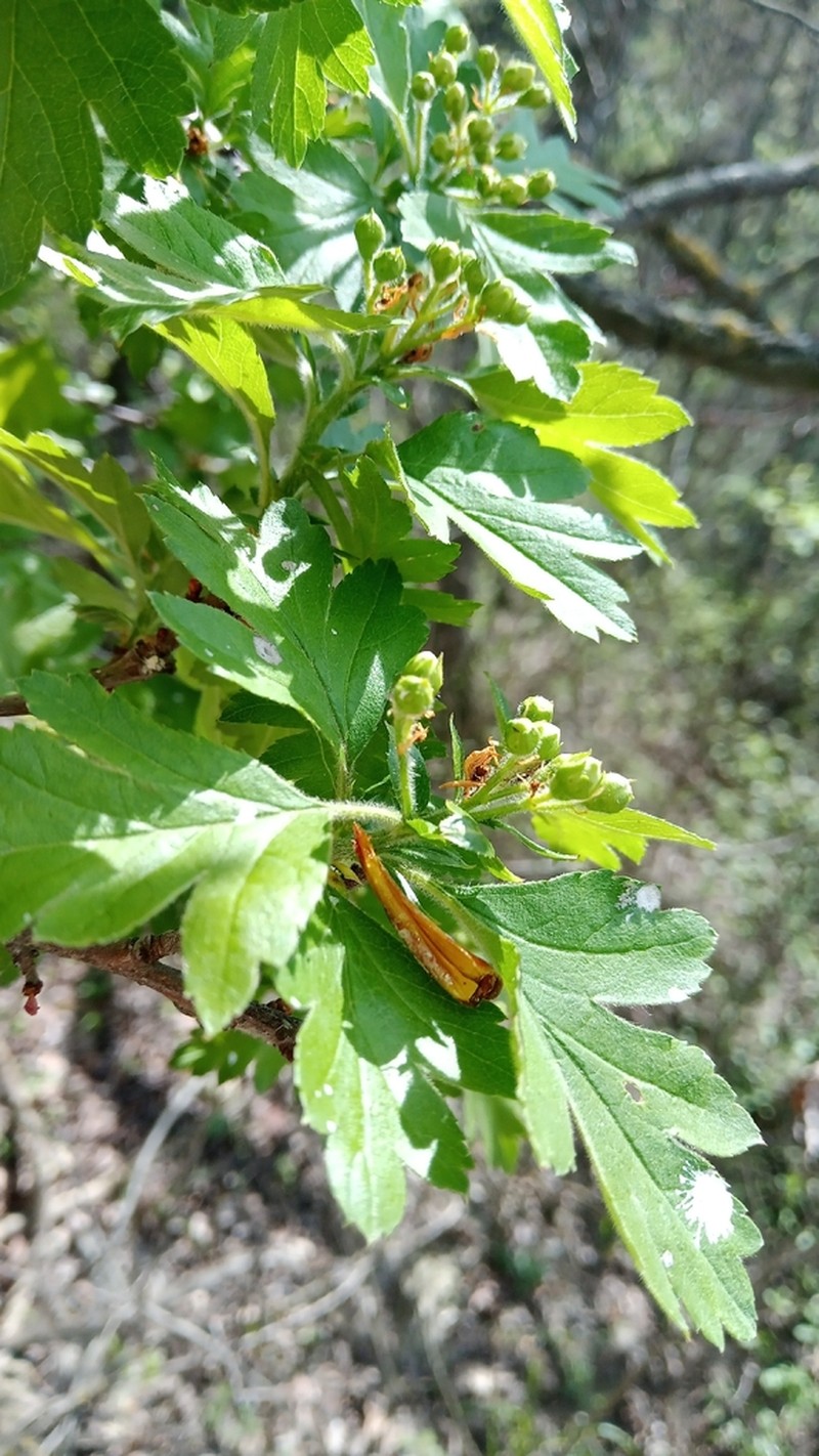 Crataegus nigra photo 4
