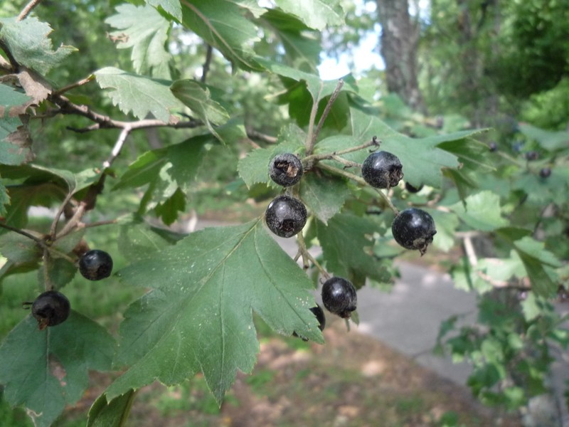 Crataegus nigra photo 5