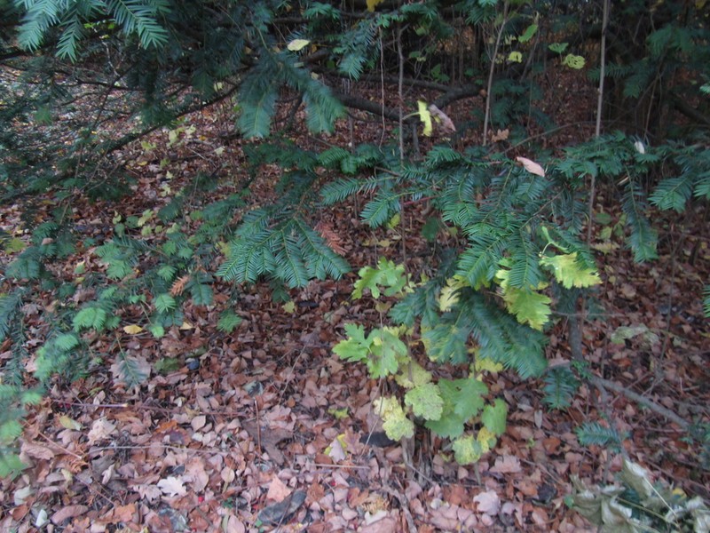 Crataegus nigra photo 6