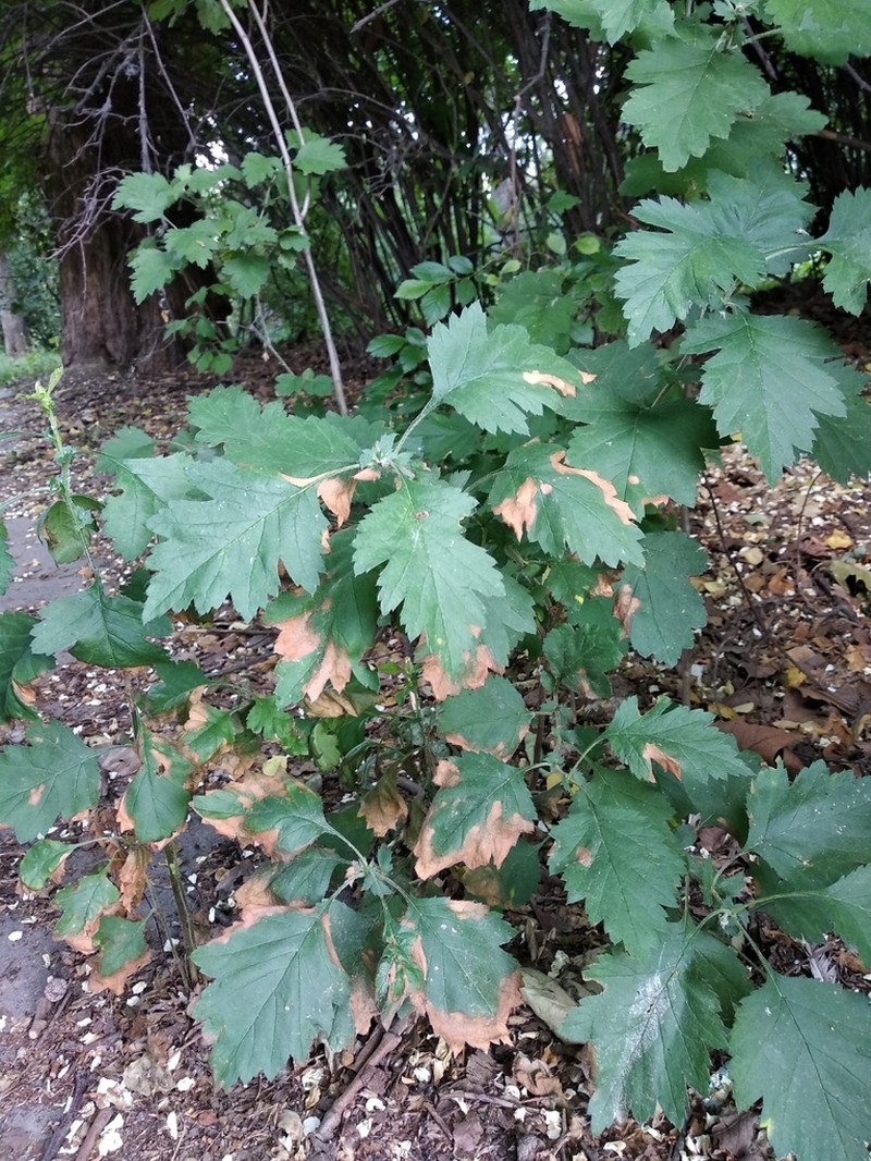 Crataegus nigra photo 7