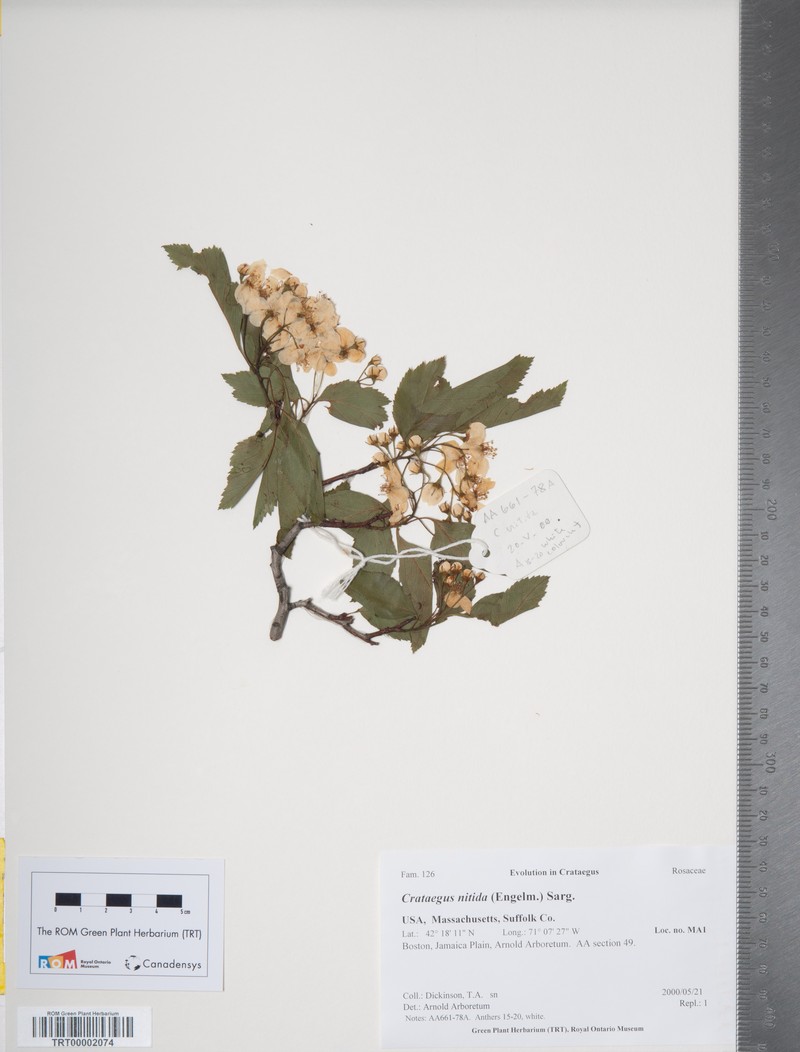 Glossy Hawthorn photo 5