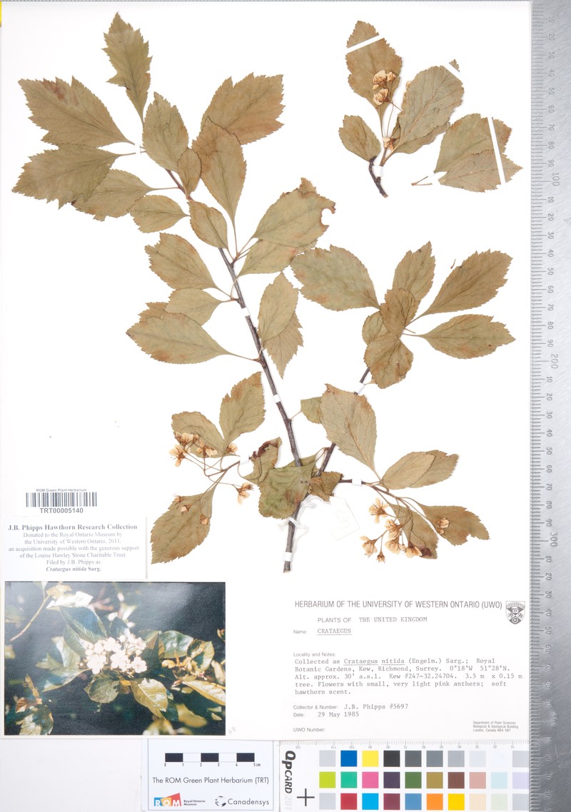 Glossy Hawthorn photo 8