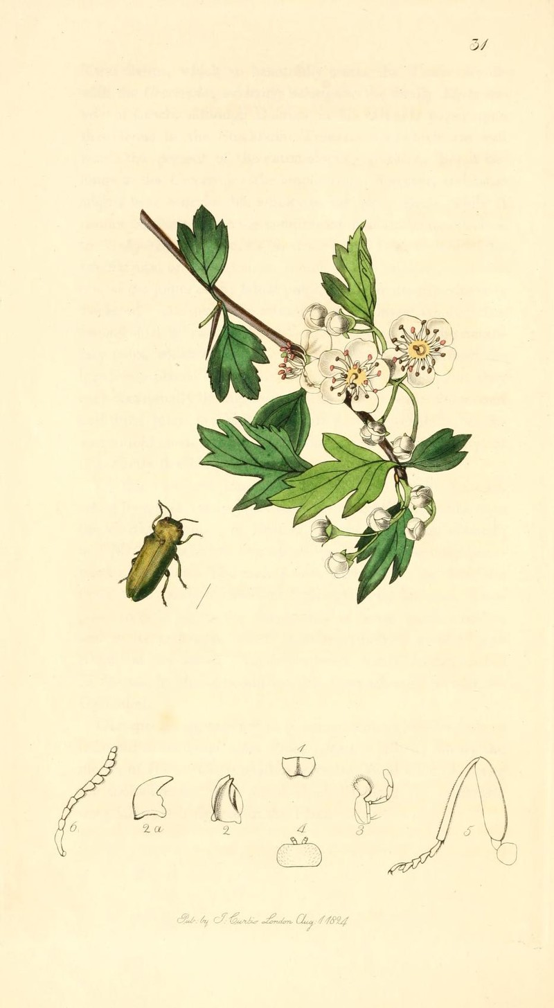 Ontario Hawthorn
