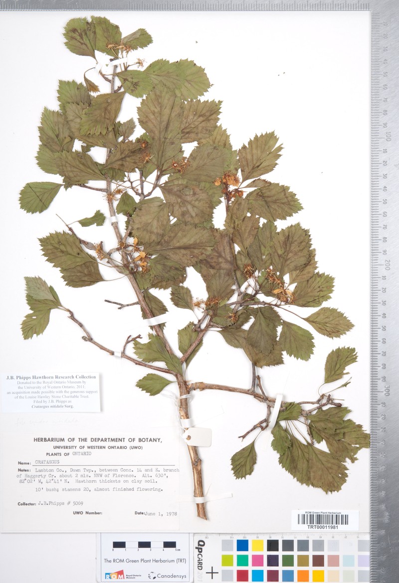 Ontario Hawthorn