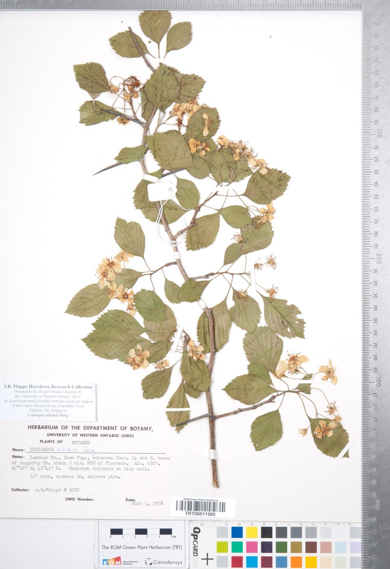 Ontario Hawthorn photo 2