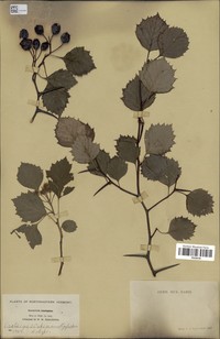 Crataegus oakesiana