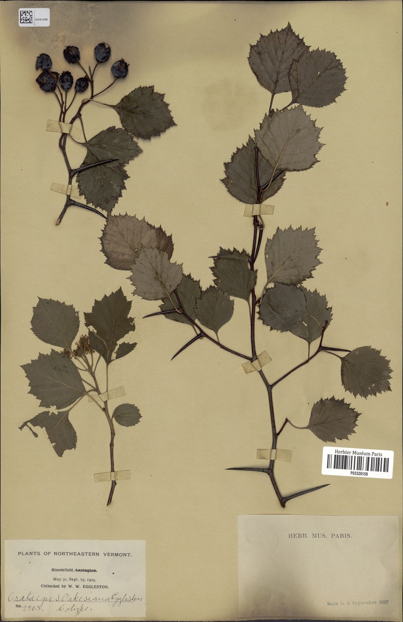 Crataegus oakesiana