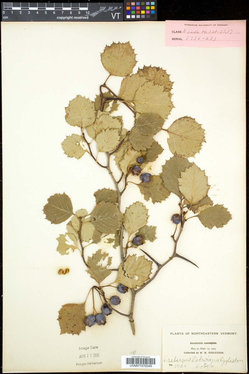Crataegus oakesiana photo 3